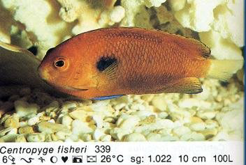 Centropyge fisheri